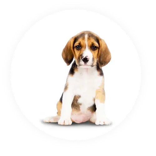 Dogs photo