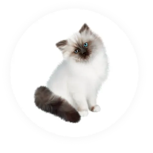 Cats photo