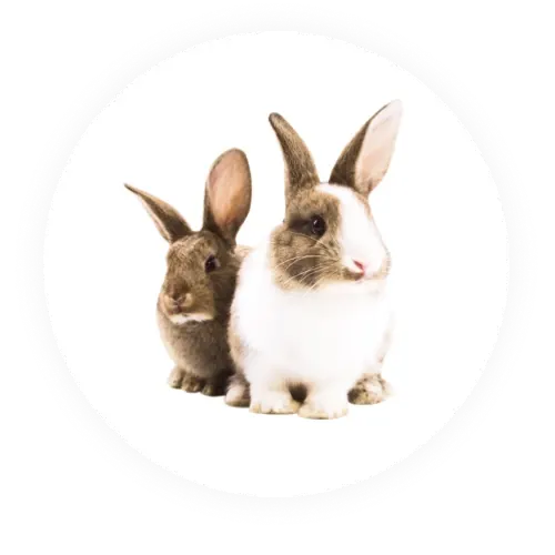 Rabbits photo