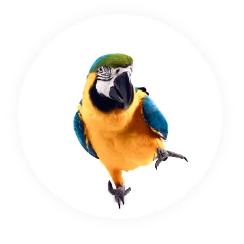 Birds photo